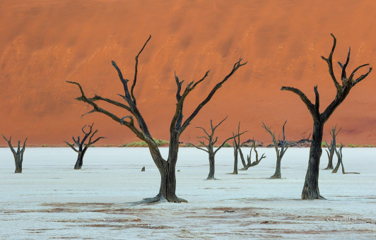 Martwe drzewa Deadvlei przed świtem, fotowyprawa Namibia