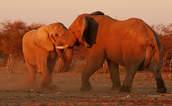 Słoniowe przepychanki, Namibia