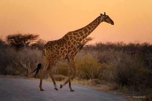 Żyrafa wieczorową porą, Namibia