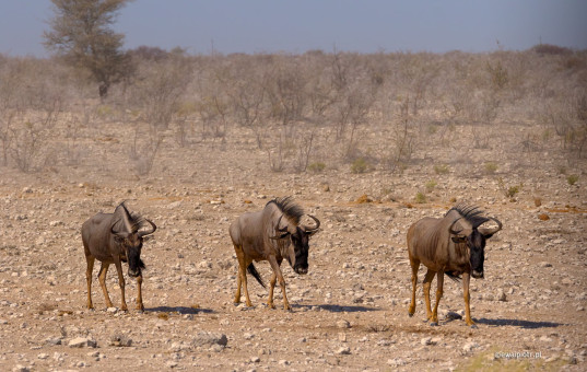 Trzech muszkieterów, Namibia