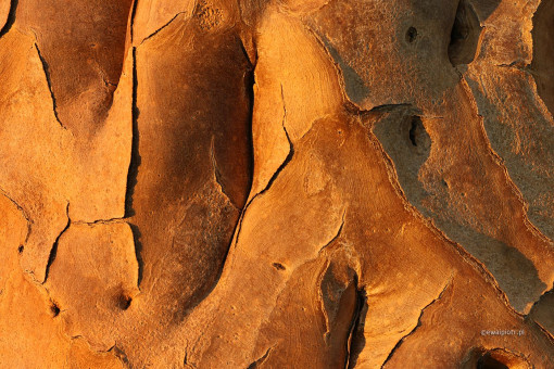 Kora drzewa kołczanowego, Namibia