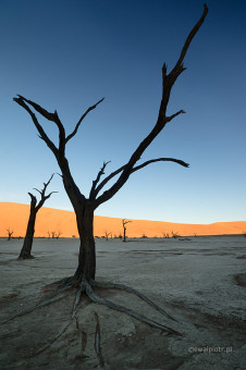 Korzenie Deadvlei, Namibia