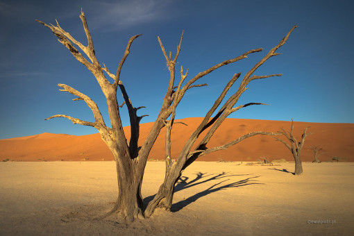 Martwe drzewo, Namibia