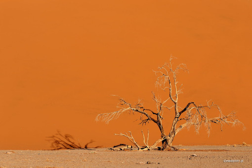 Drzewo i wydma II, Namibia