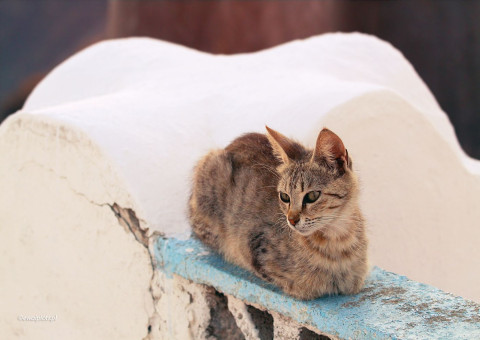 Kot z Santorini