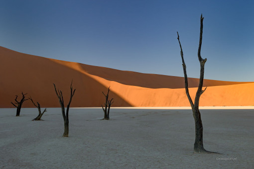 Martwy Las Deadvlei, Namibia