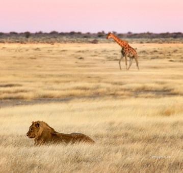 Lew i żyrafa, Namibia