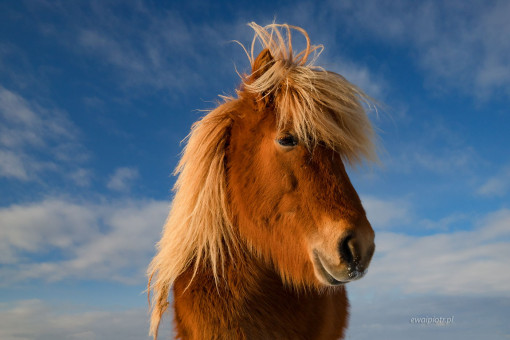 Koń islandzki w zimie, Islandia