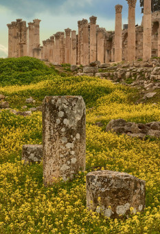 Kwiaty wśród rzymskich kolumn w Dżerasz, Jordania
