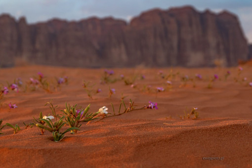 Kwiaty na pustyni Wadi Rum, Jordania