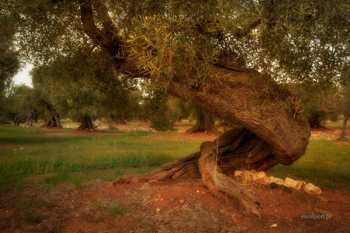 W gaju oliwnym, Apulia
