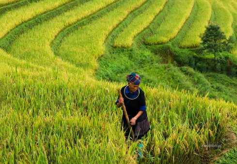 Praca na polu ryżowym, Wietnam
