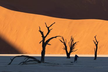 Martwy las w Namibii o wschodzie słońca, fotowyprawa