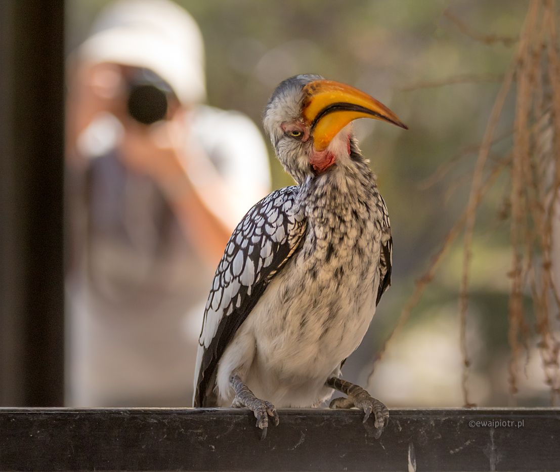 Ptak i fotograf, co muszę umieć na fotowyprawie