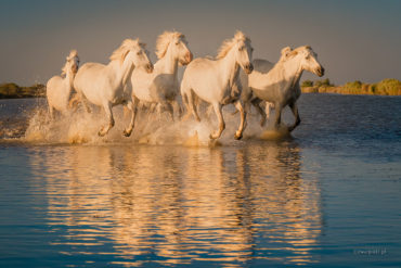 Konie biegnące po wodzie, Camargue, jak się przygotować na fotowyprawę, Prowansja, Francja