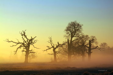 Dęby Rogalińskie, warsztaty fotografii krajobrazowej