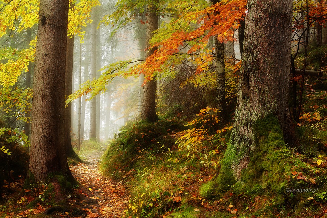 edycja RAW-ów warsztaty