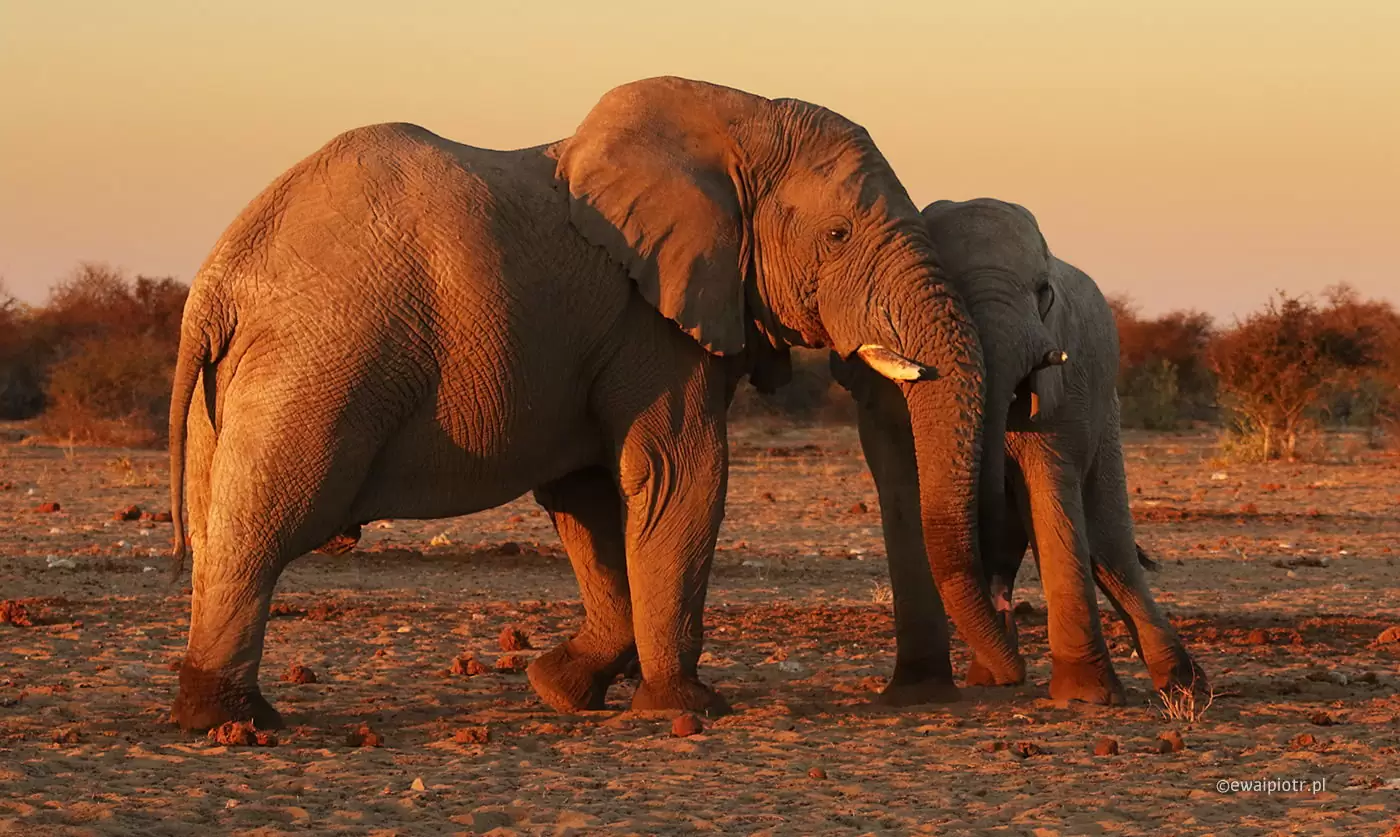 Słonie gotowe do portretu, Namibia, Etosza, warsztaty fotograficzne
