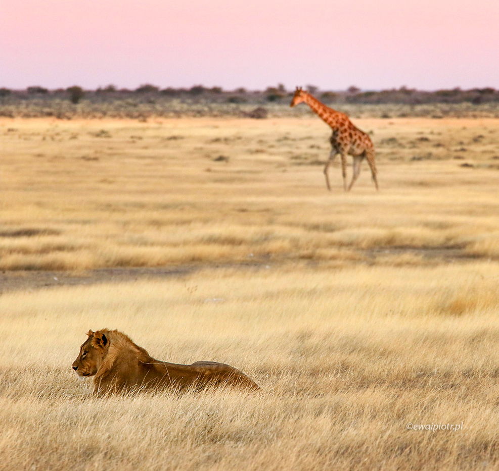 Lew i żyrafa, Namibia, park Etosza