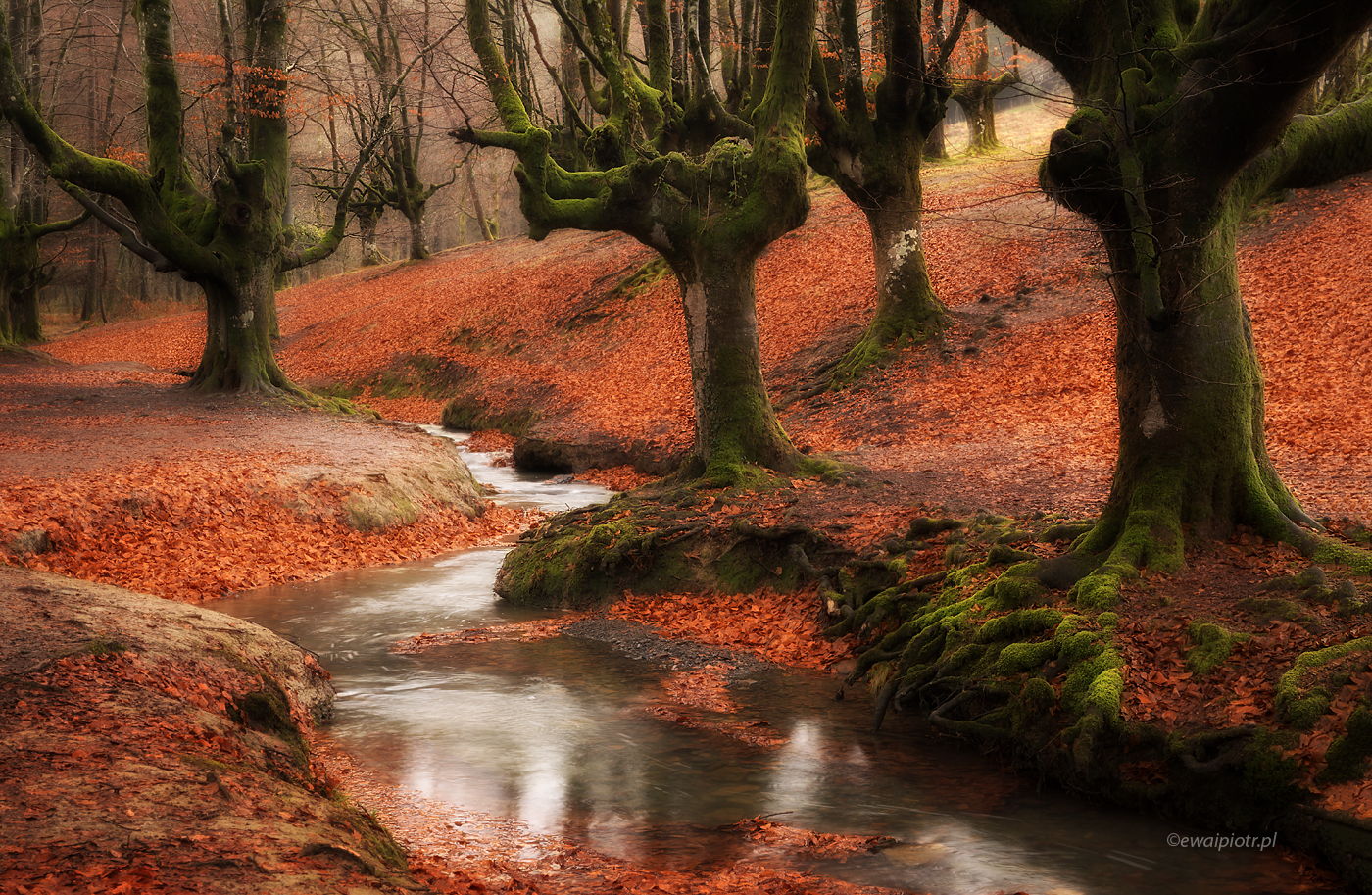 Jesienne buki, Biskaje, Hiszpania fotowyprawa