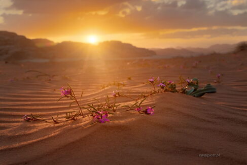 Kwiaty na pustyni, Jordania, fotowyprawa, Wadi Rum