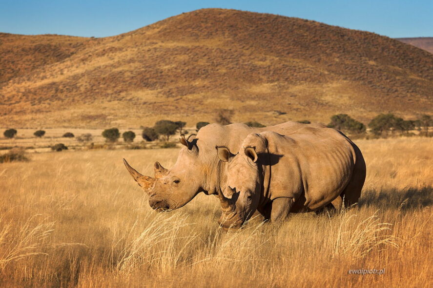 Nosorożce z We Kebi, Namibia, fotowyprawa