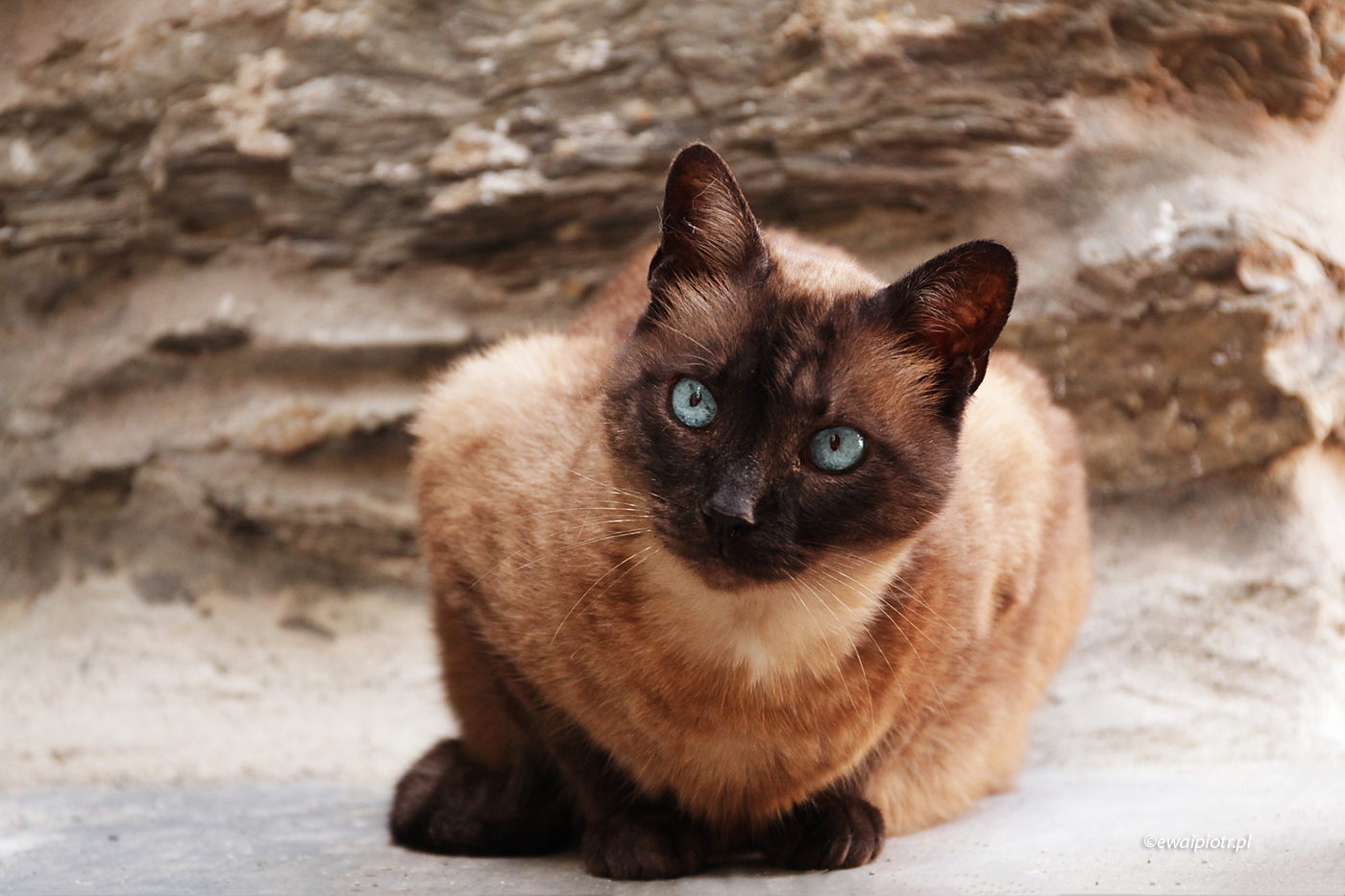 Kot z Manaroli, Cinque Terre, Włochy, wyprawa fotograficzna