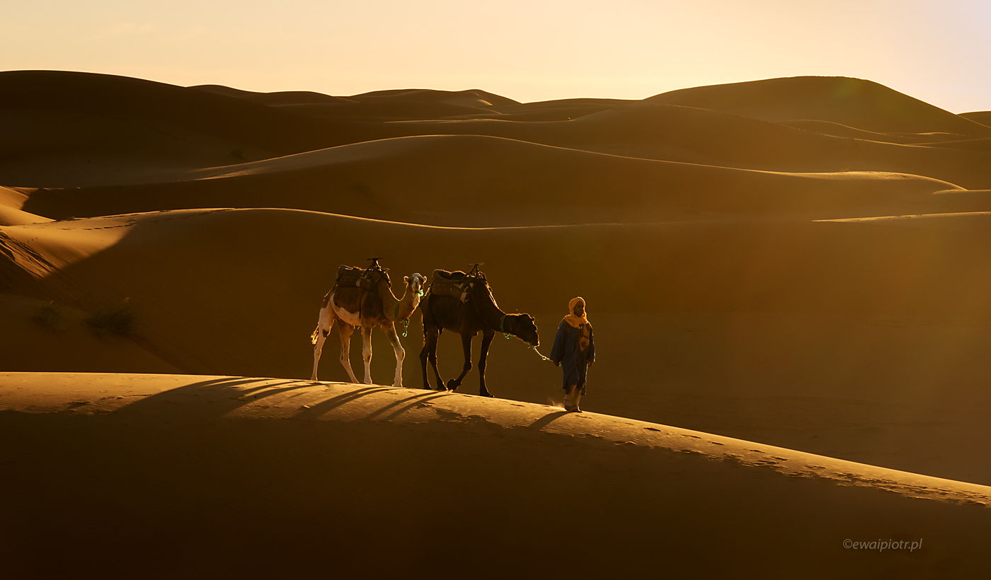 Wędrówki nomada, Maroko, Berber i wielbłądy, wydmy, Sahara, fotowyprawa