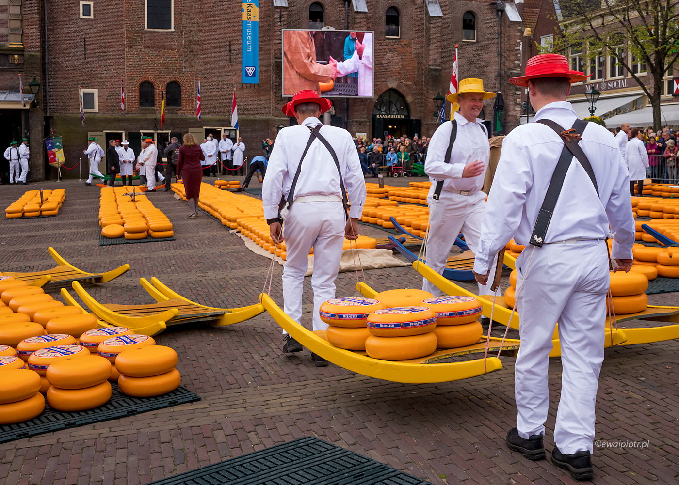 Nosiciele sera, Alkmaar, Holandia, targ sera, wyprawa fotograficzna