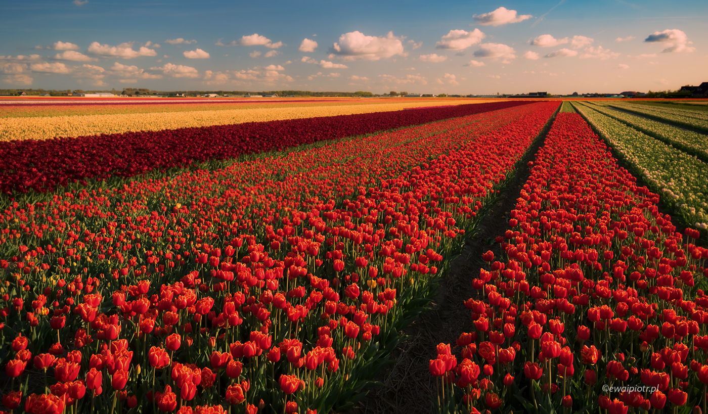 Pole tulipanów, Holandia, warsztaty fotograficzne, wschód słońca
