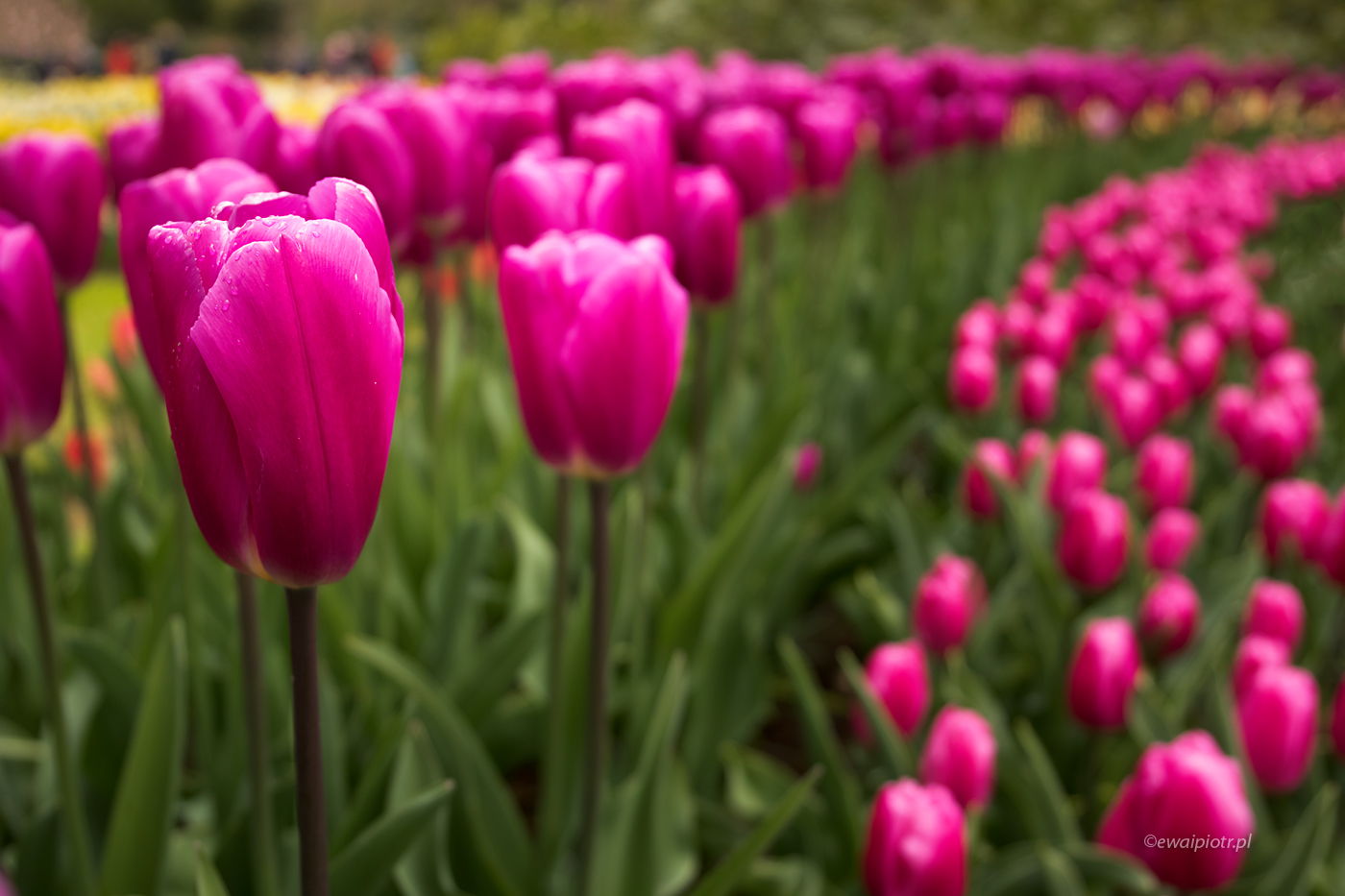 Tulipany, Holandia