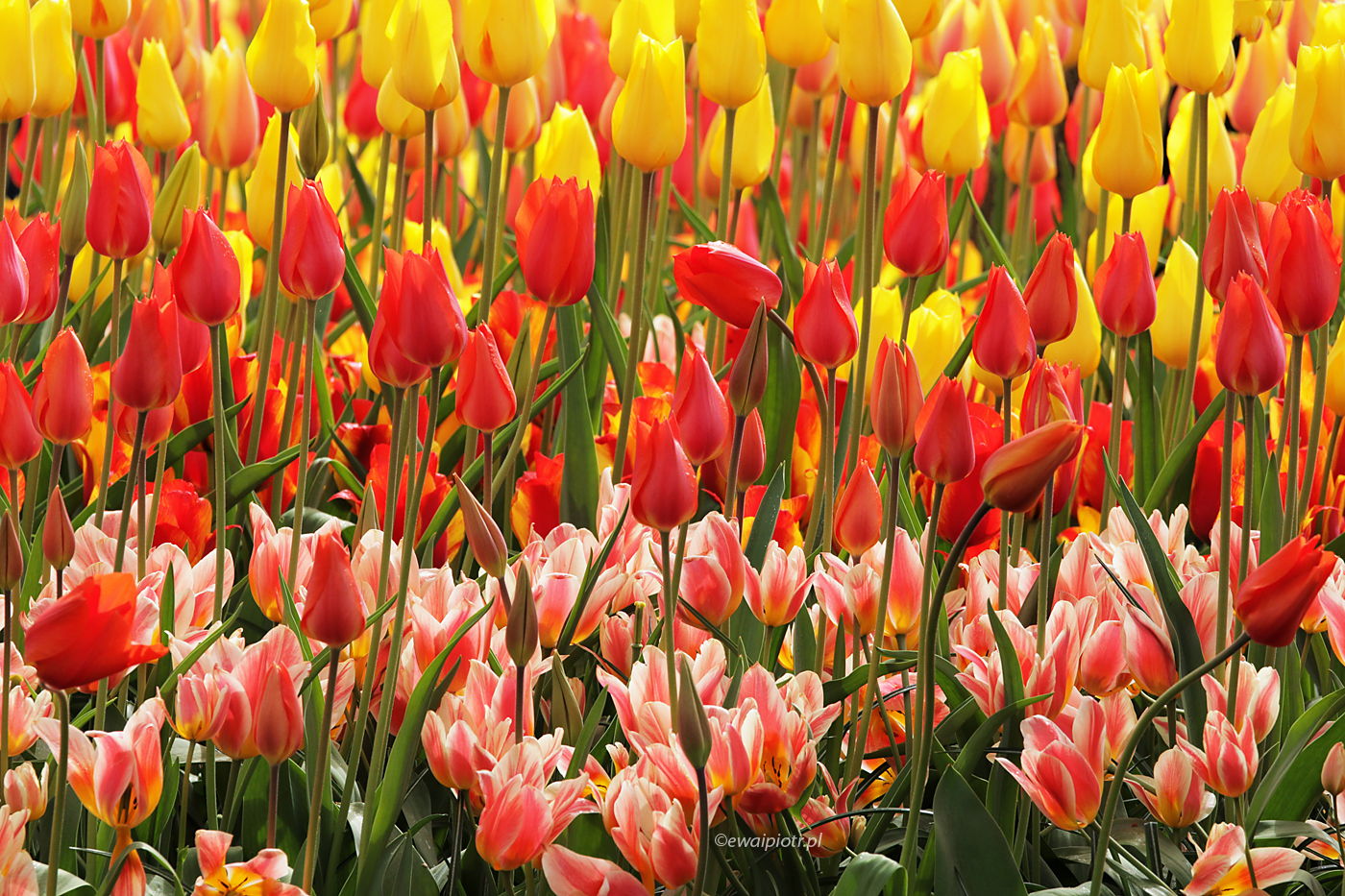Wszystkie kolory tulipanów, Holandia, wyprawa foto