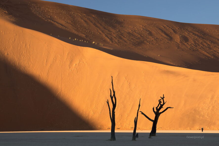 Martwy las o świcie, Namibia, Deadvlei, wyprawa fotograficzna