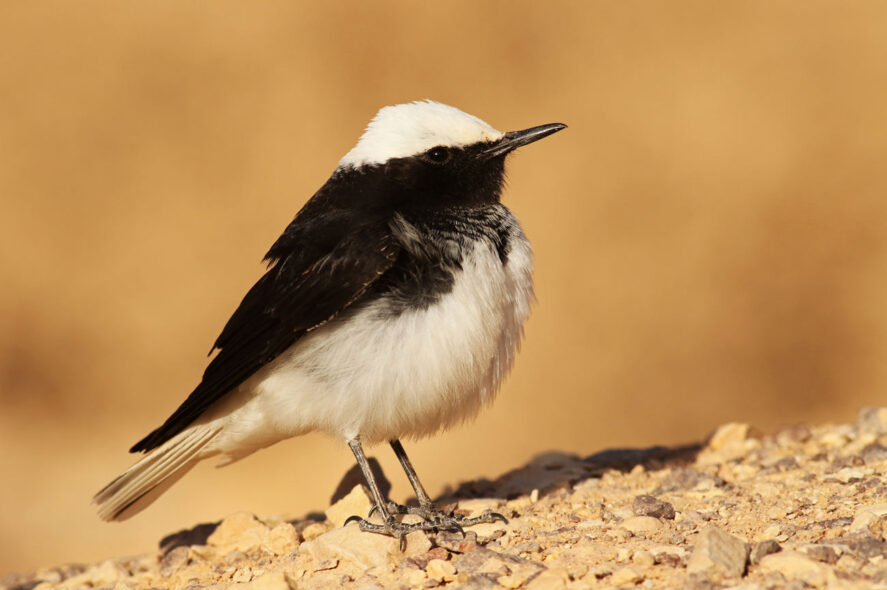 białorzytka arabska, Izrael, wyprawa przyrodnicza