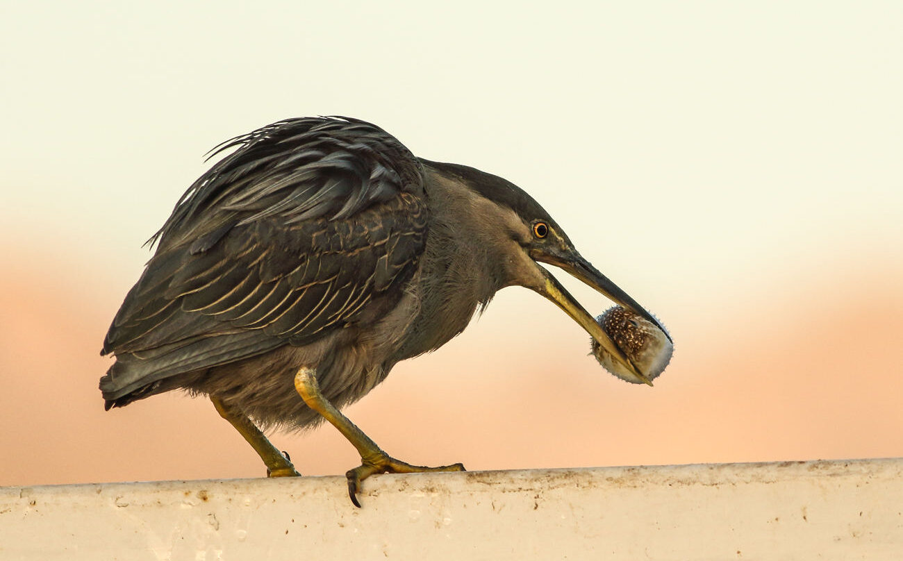 czapla zielonawa z orzechem, Izrael, wyprawa przyrodnicza
