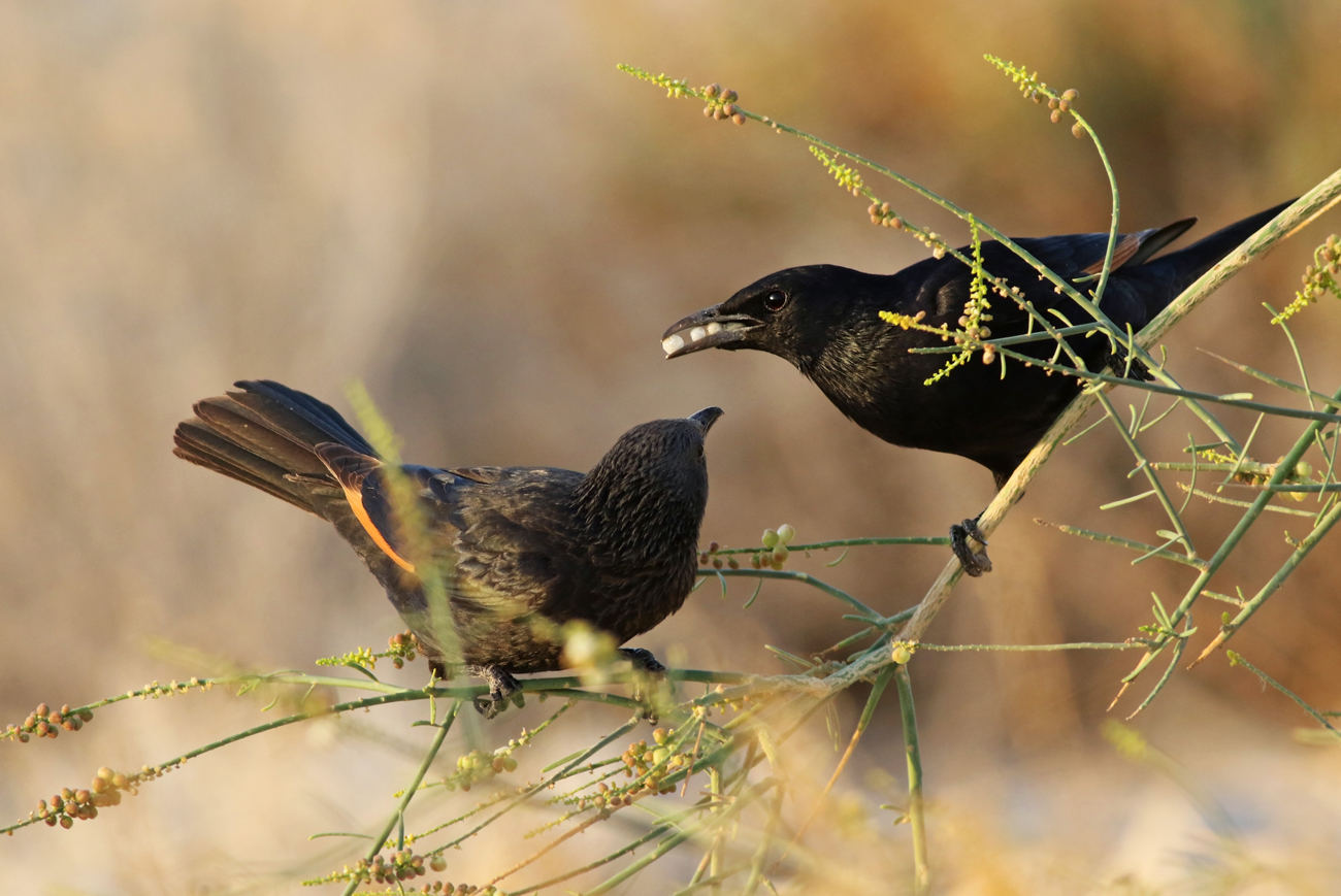 Czarnotki arabskie (Onychognathus tristramii), Izrael