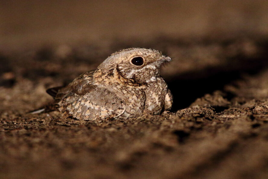 lelek pustynny, Izrael