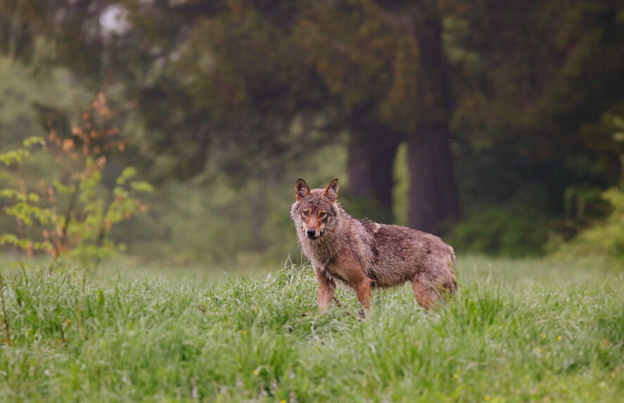 Wilk w Bieszczadach, fot. Bogusław Kowalczyk