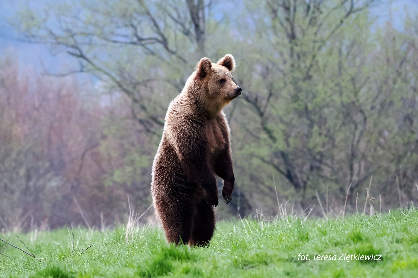 Niedźwiedź w Bieszczadach, fot. Teresa Ziętkiewicz