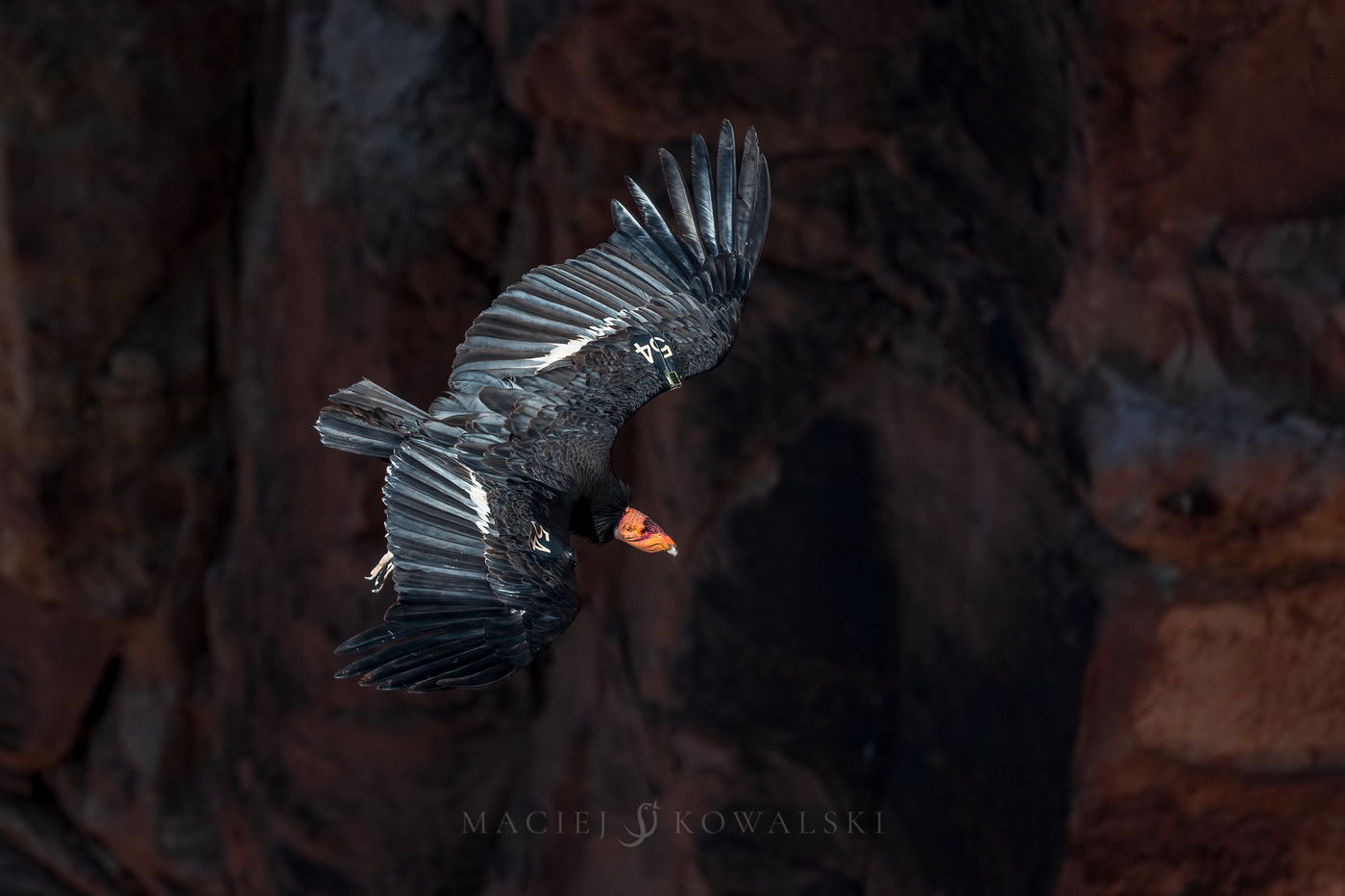 Kondor kalifornijski, fot. Maciej Kowalski, wyprawa przyrodnicza, USA, Kalifornia