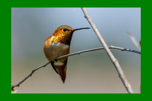 Rudaczek kalifornijski, wyprawa przyrodnicza do Kalifornii, wycieczka do USA