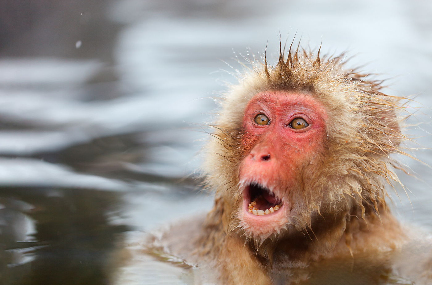 Makak w onsenie, Japonia, śnieżna małpa w gorącym basenie, fotowyprawa do Japonii