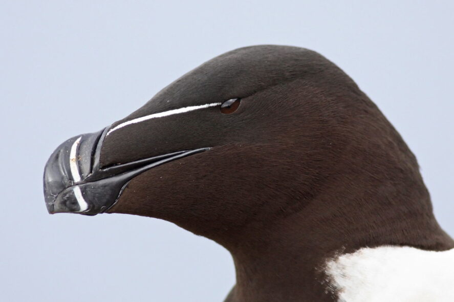 Alka (Alca torda), fot. Maciek Kowalski