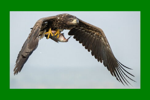 Wiosenne bieliki - wyprawa przyrodnicza