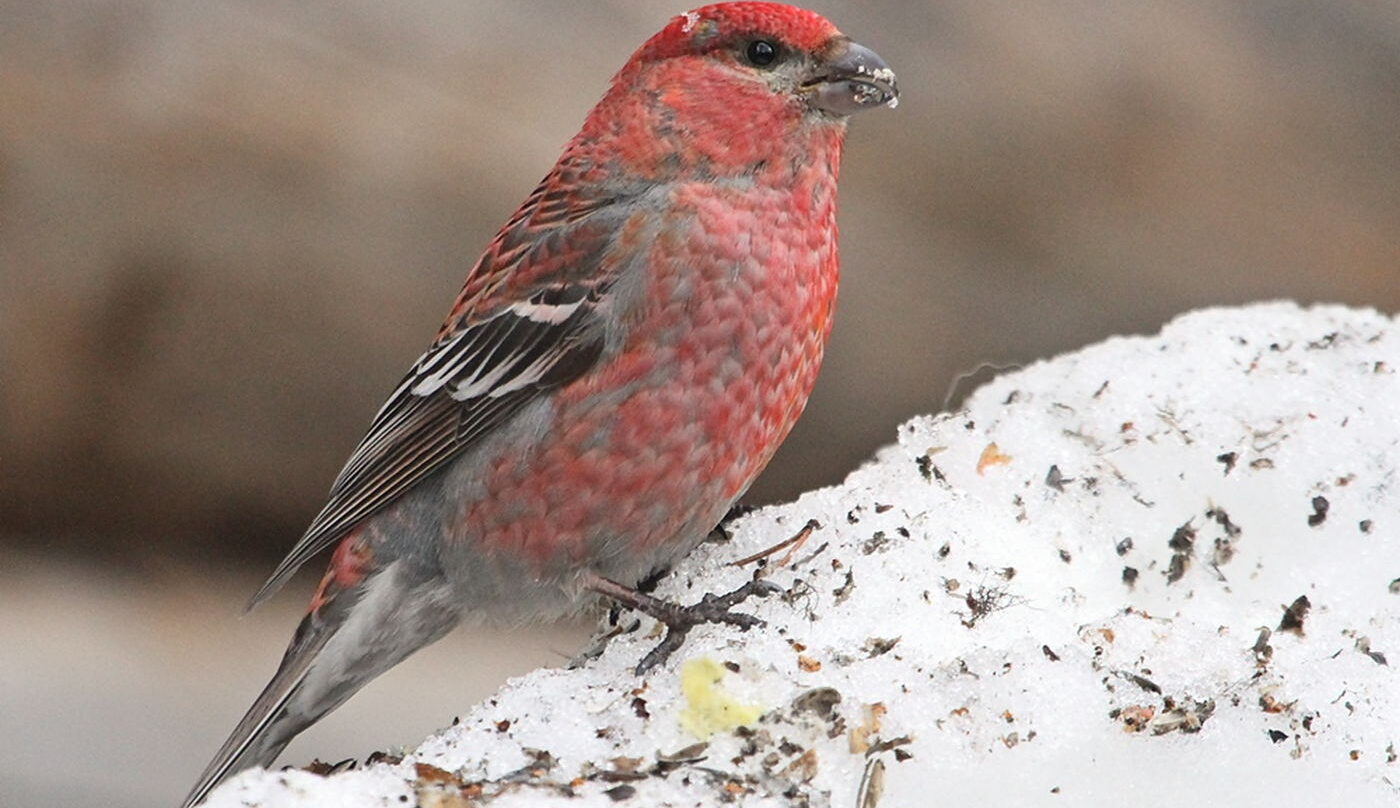 Łuskowiec, fot. Paweł Głowacki