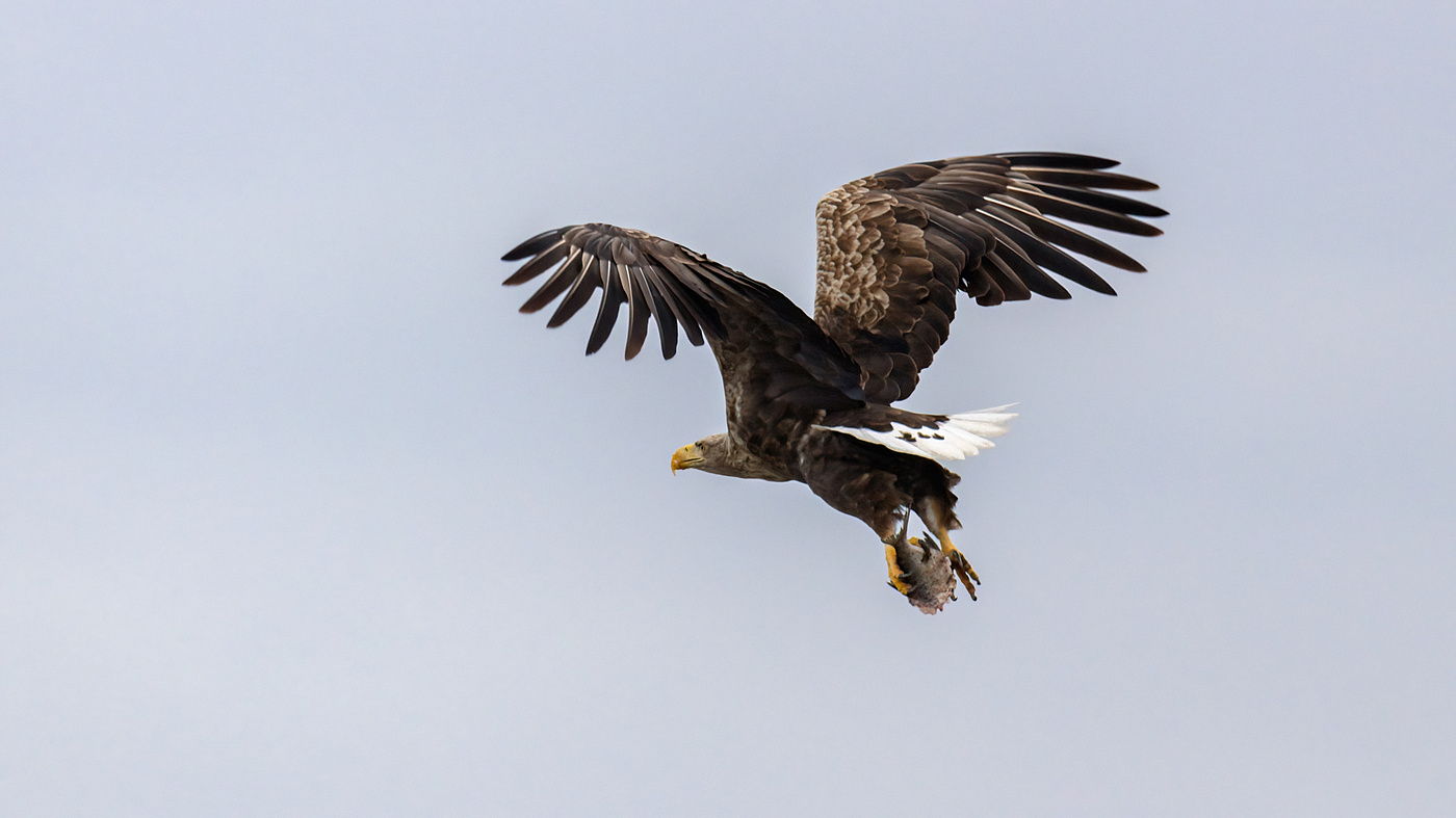 Bielik na Zalewie Szczecińskim, wyprawa przyrodnicza