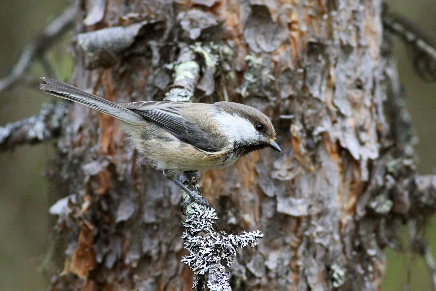 Sikora północna, fot. Maciek Kowalski