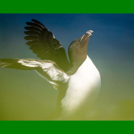 Skrzydlata Islandia wyprawa przyrodnicza, fot. Grażyna Czuduk