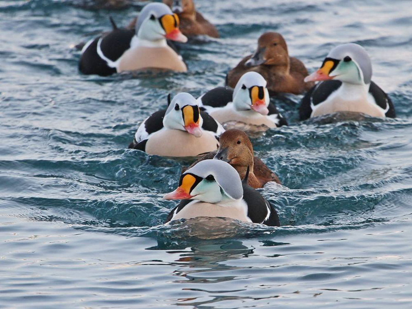 Turkan, fot. Paweł Głowacki