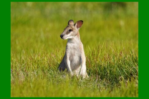 Australia wyprawa przyrodnicza, fot. Jacek Betleja, kangur w trawie